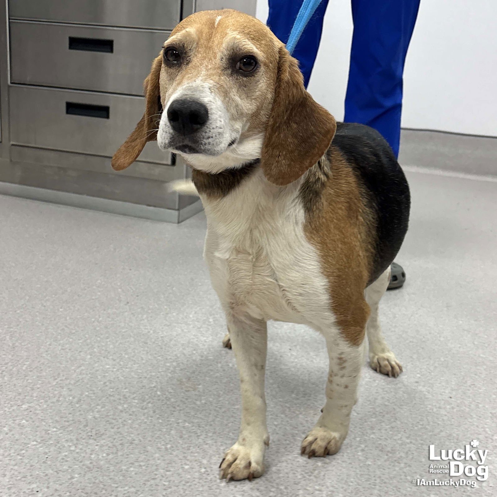 KERMIT - Beagle available for adoption