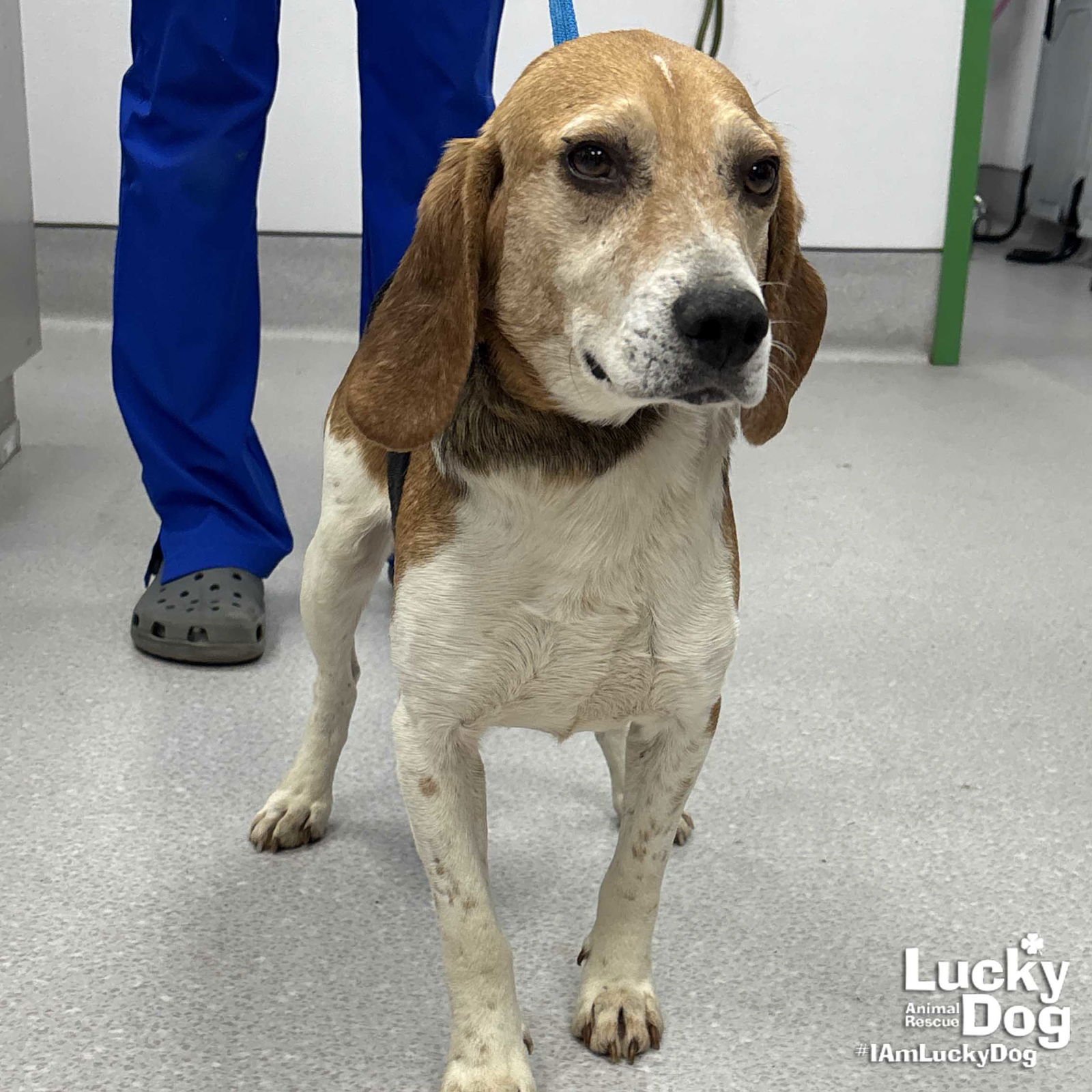 KERMIT - Beagle available for adoption