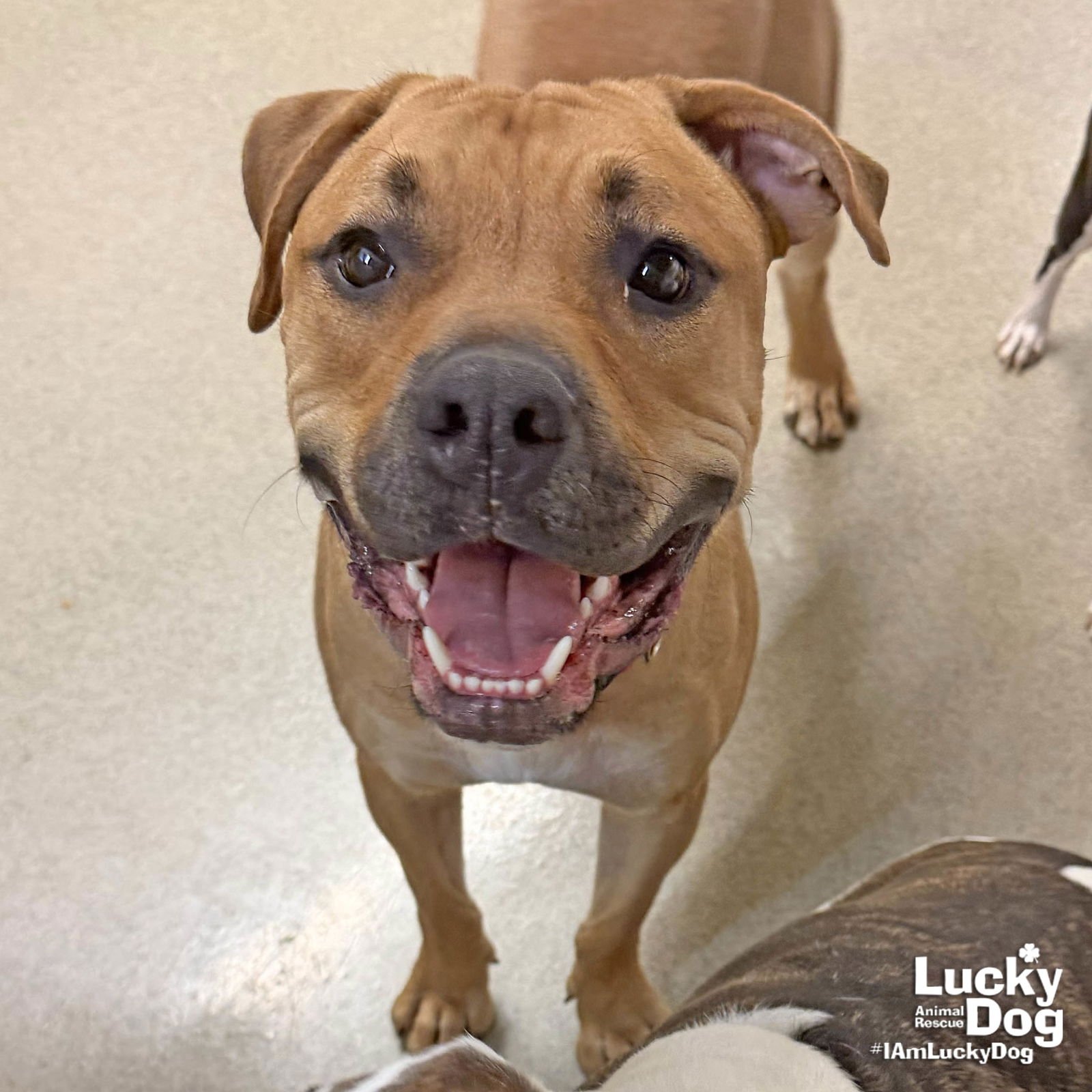 HONEY BEAR - Rhodesian Ridgeback / Retriever available for adoption