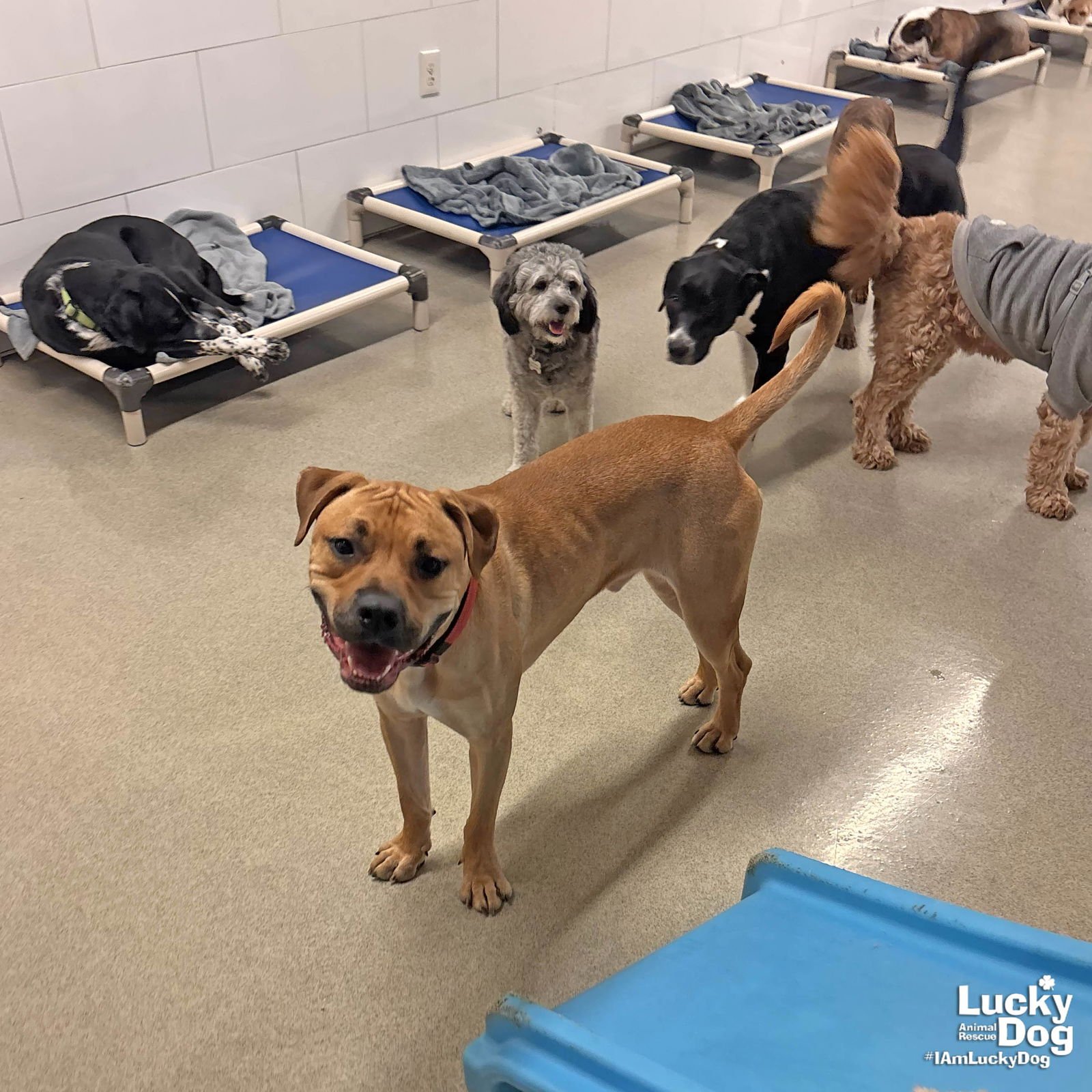 HONEY BEAR - Rhodesian Ridgeback / Retriever available for adoption