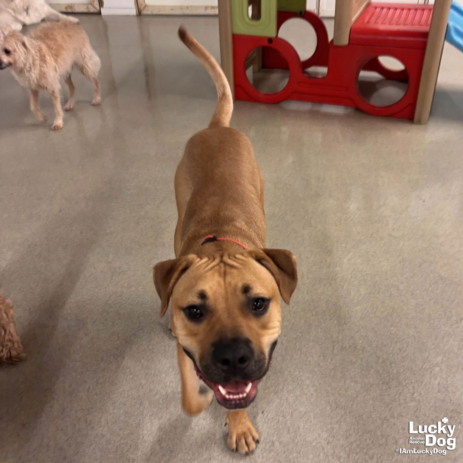 Honey Bear - Photo 3