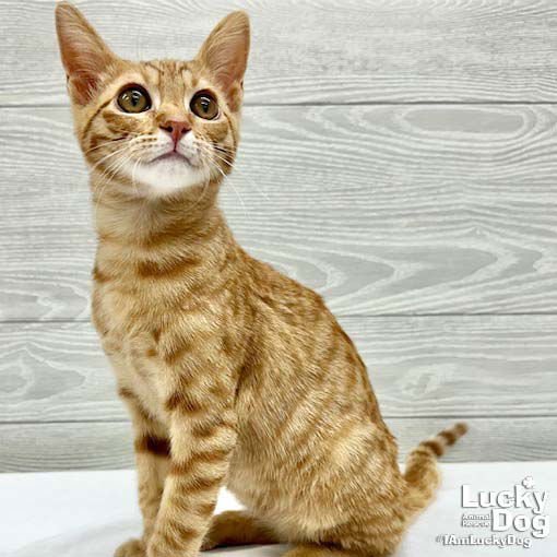 FREDDY - Domestic Short Hair available for adoption