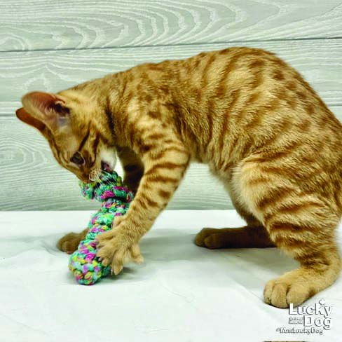 FREDDY - Domestic Short Hair available for adoption