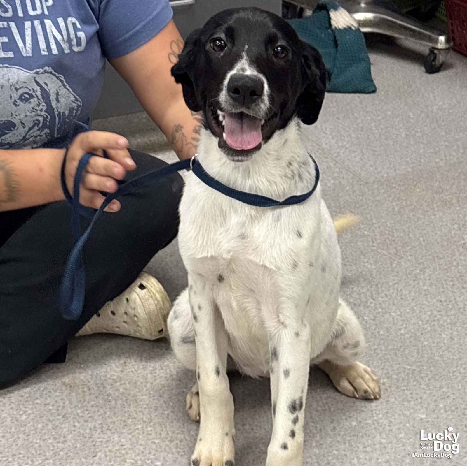 FAITH - Pointer / Beagle available for adoption