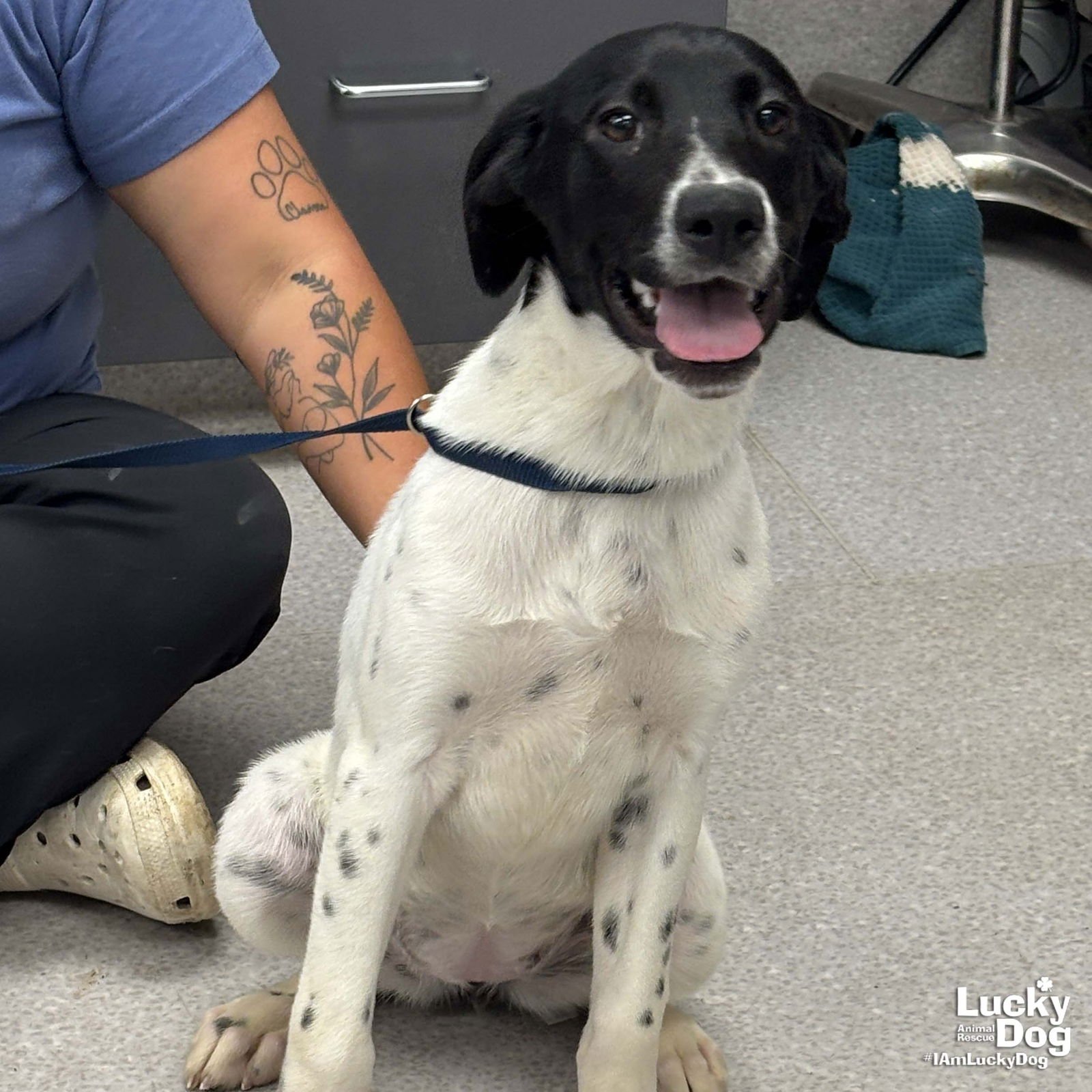 FAITH - Pointer / Beagle available for adoption