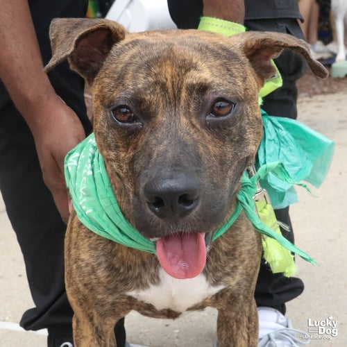 THATCHER - Hound / Plott Hound available for adoption
