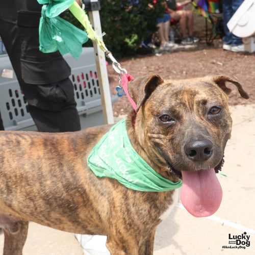 THATCHER - Hound / Plott Hound available for adoption