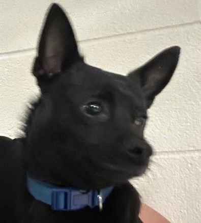 TOT - Chihuahua available for adoption