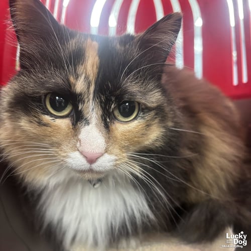 ELLIE - Domestic Long Hair available for adoption