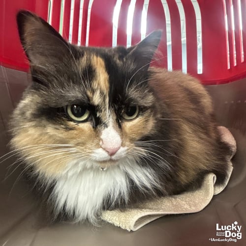 ELLIE - Domestic Long Hair available for adoption