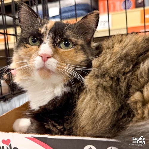 ELLIE - Domestic Long Hair available for adoption