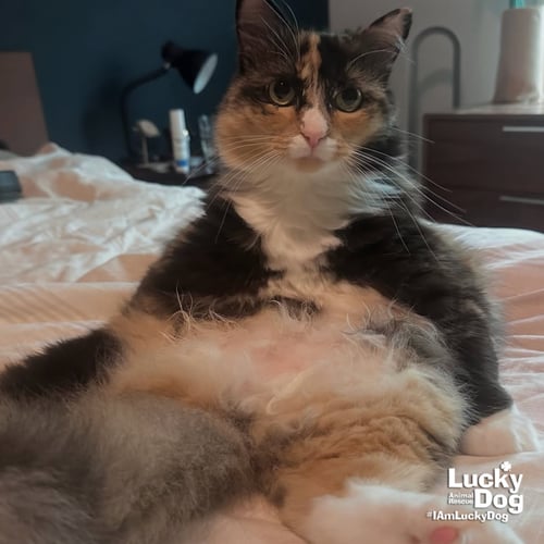 ELLIE - Domestic Long Hair available for adoption