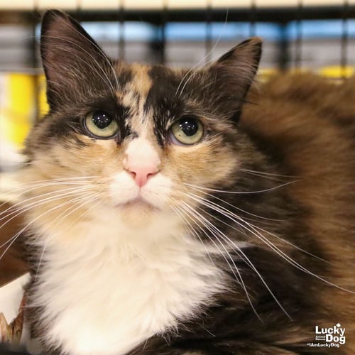 ELLIE - Domestic Long Hair available for adoption