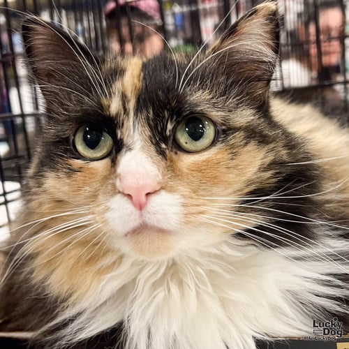 ELLIE - Domestic Long Hair available for adoption