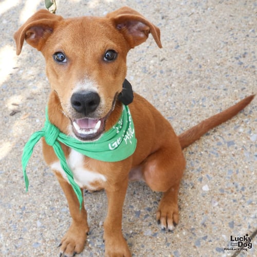 HUNCHO - Labrador Retriever available for adoption