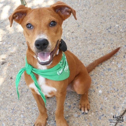 HUNCHO - Labrador Retriever available for adoption