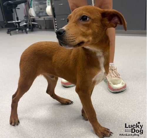 HUNCHO - Labrador Retriever available for adoption