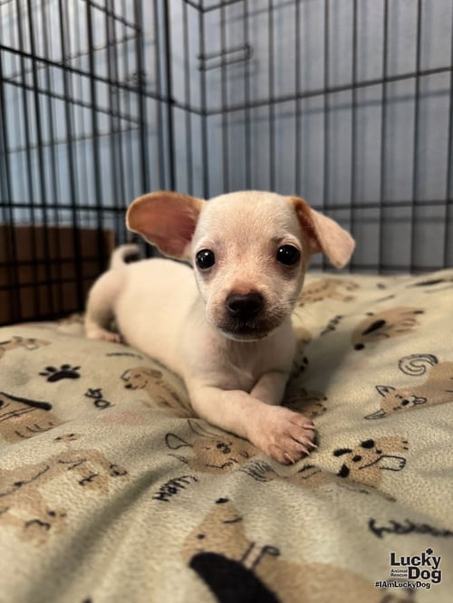 CIRA - Chihuahua available for adoption