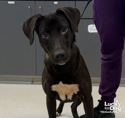NATASHA - Labrador Retriever / Retriever available for adoption