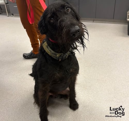 HANK - Schnauzer available for adoption