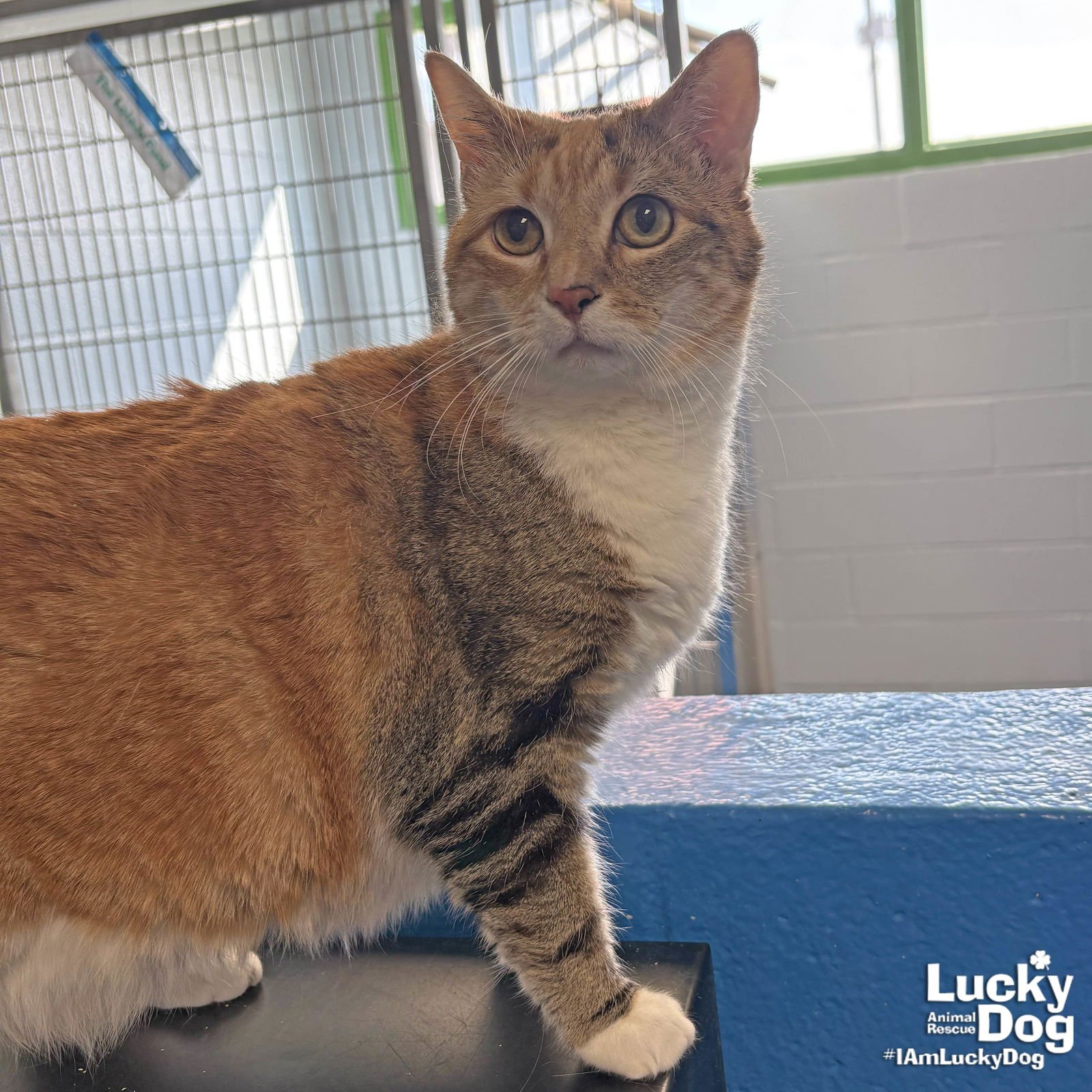 ANGIL - Domestic Short Hair available for adoption