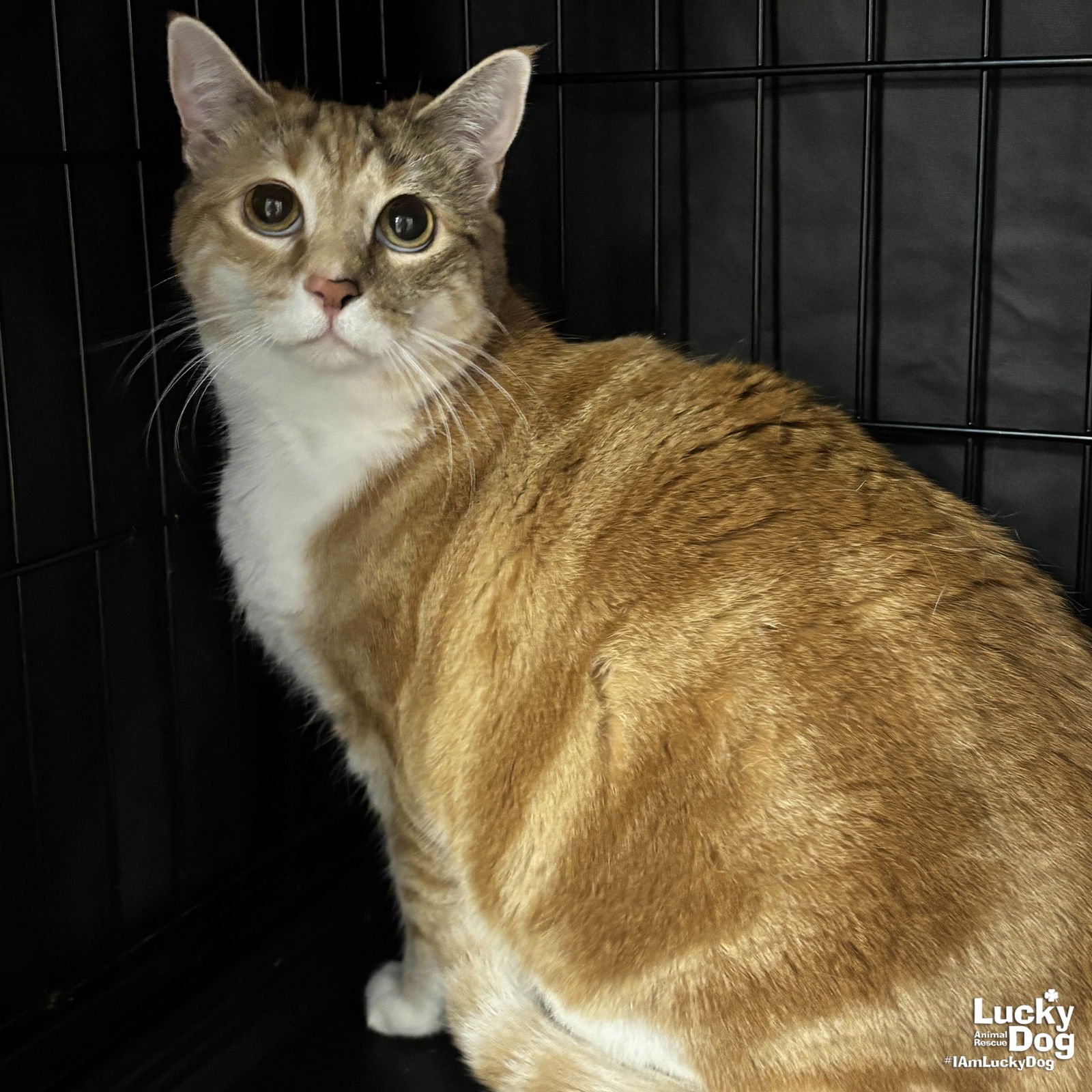 ANGIL - Domestic Short Hair available for adoption