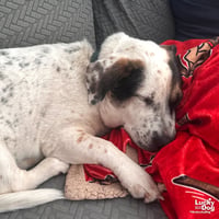 Petey - Photo 4