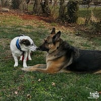 Petey - Photo 3