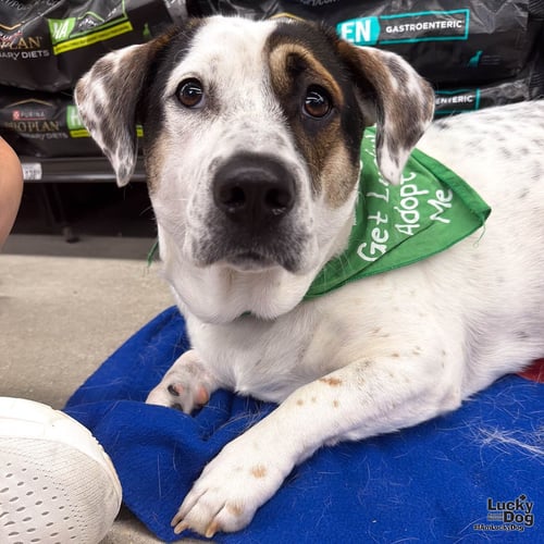 PETEY - Shepherd / Basset Hound available for adoption