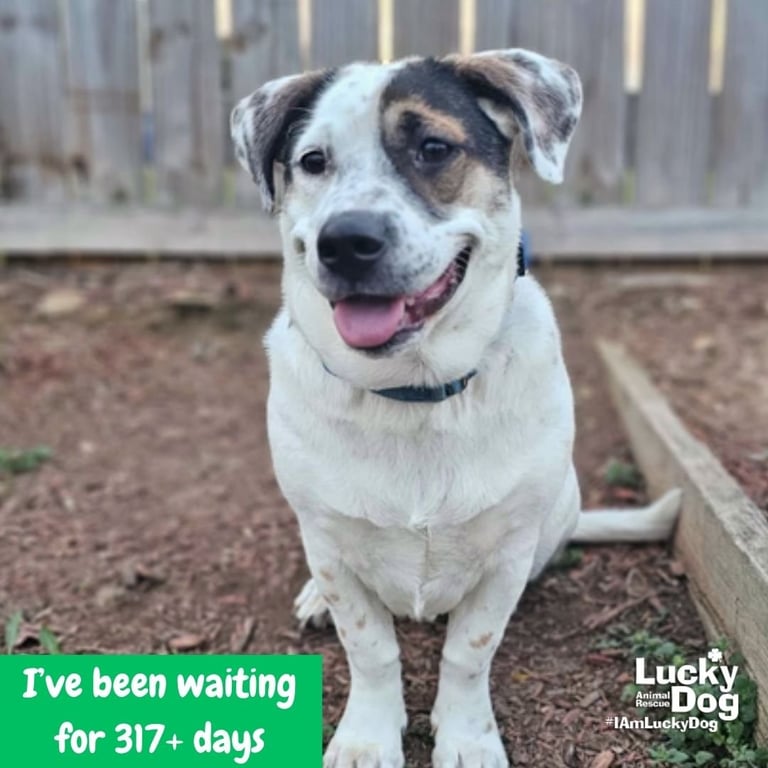 Petey Image