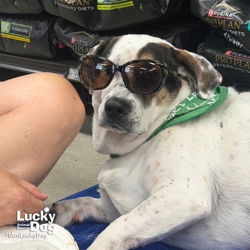 PETEY - Shepherd / Basset Hound available for adoption
