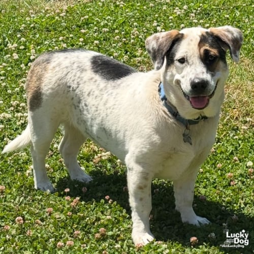 PETEY - Shepherd / Basset Hound available for adoption