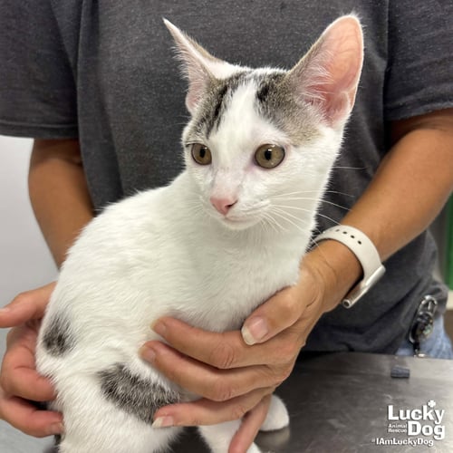 MICHAEL - Domestic Short Hair available for adoption