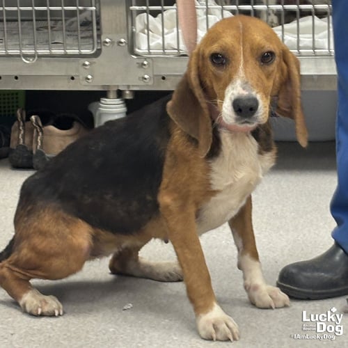 ANGIE - Beagle available for adoption