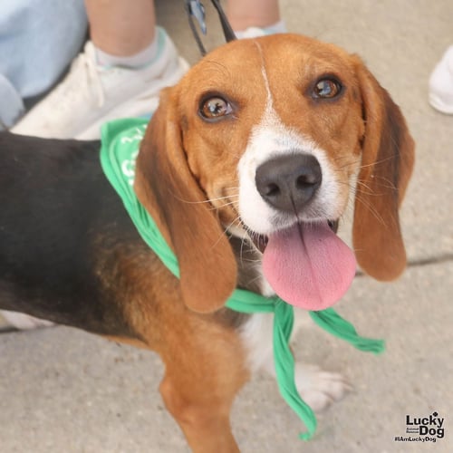 ANGIE - Beagle available for adoption