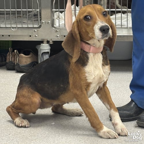 ANGIE - Beagle available for adoption