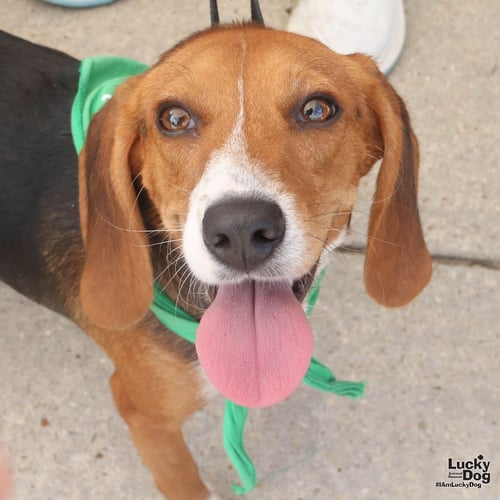 ANGIE - Beagle available for adoption