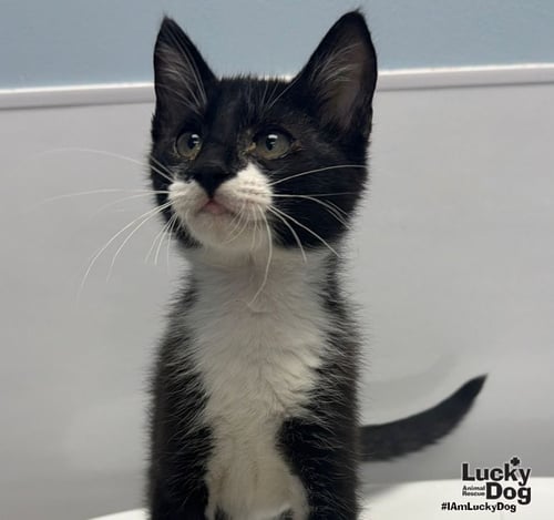 SIDNEY - Domestic Short Hair available for adoption