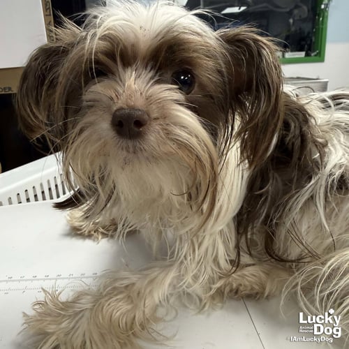 PRINCESSA - Shih Tzu available for adoption