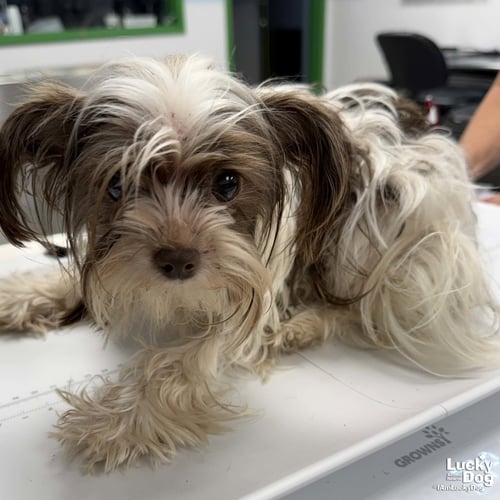 PRINCESSA - Shih Tzu available for adoption