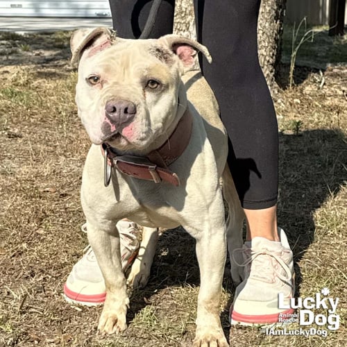 MS. PEACHES - Pit Bull Terrier available for adoption