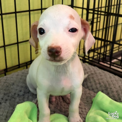 CASPER - Chihuahua available for adoption
