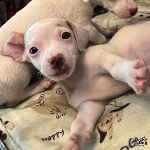 CASPER - Chihuahua available for adoption