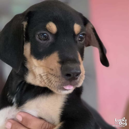 AARON - Labrador Retriever available for adoption