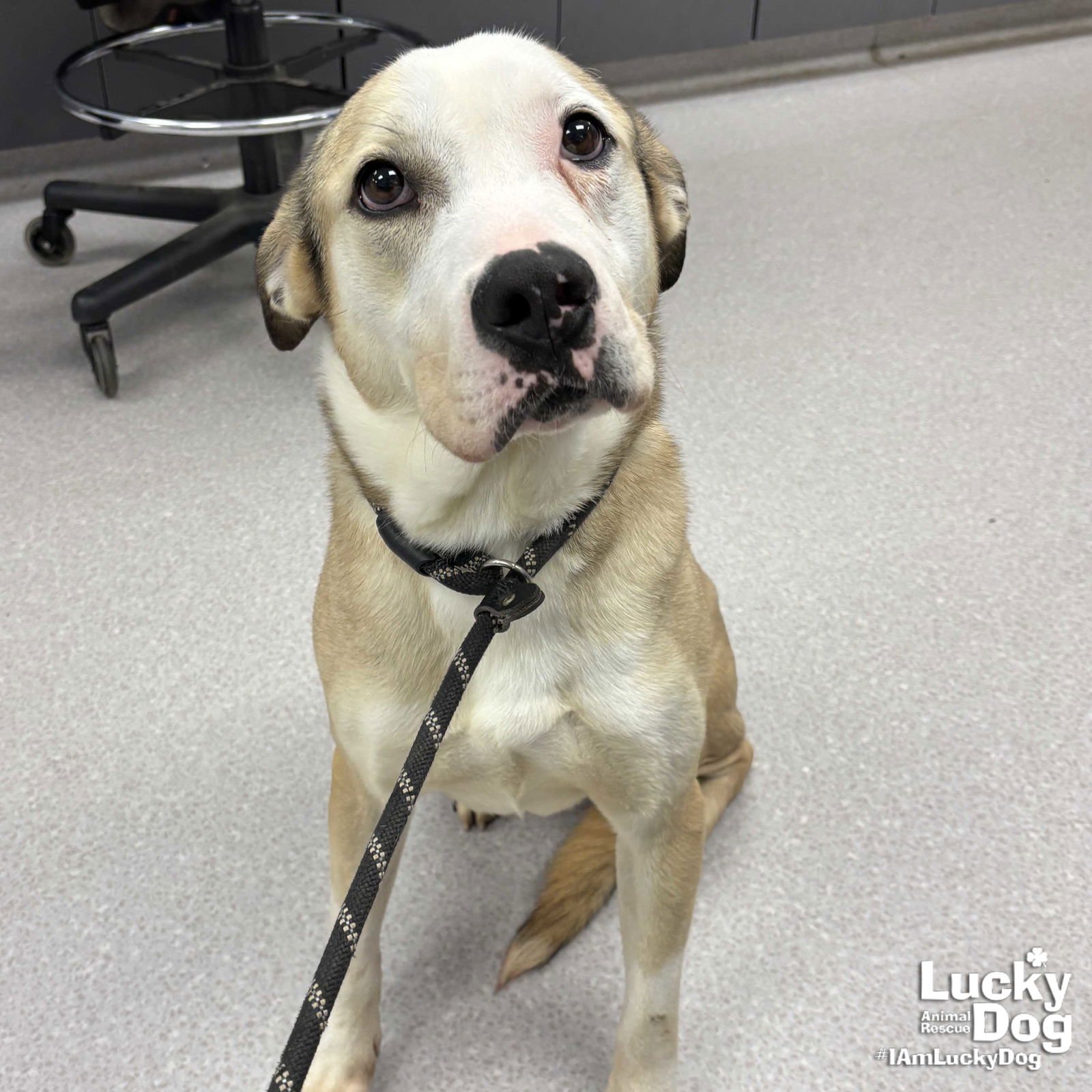 GHOST - Bulldog available for adoption