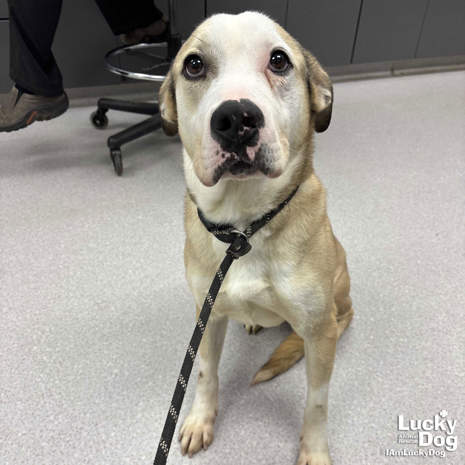 GHOST - Bulldog available for adoption