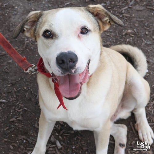 GHOST - Bulldog available for adoption