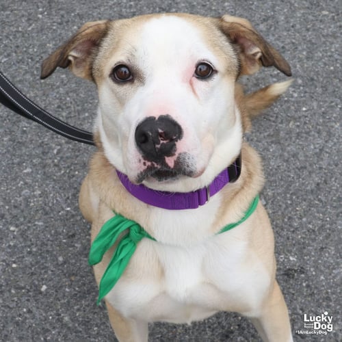 GHOST - Bulldog available for adoption