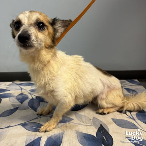 AVA - Jack Russell Terrier available for adoption