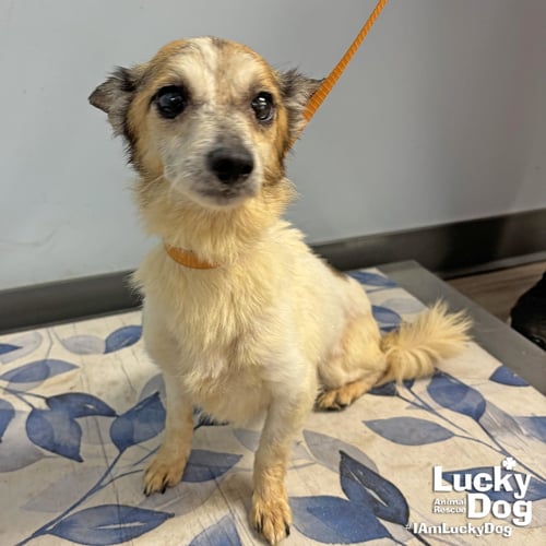 AVA - Jack Russell Terrier available for adoption
